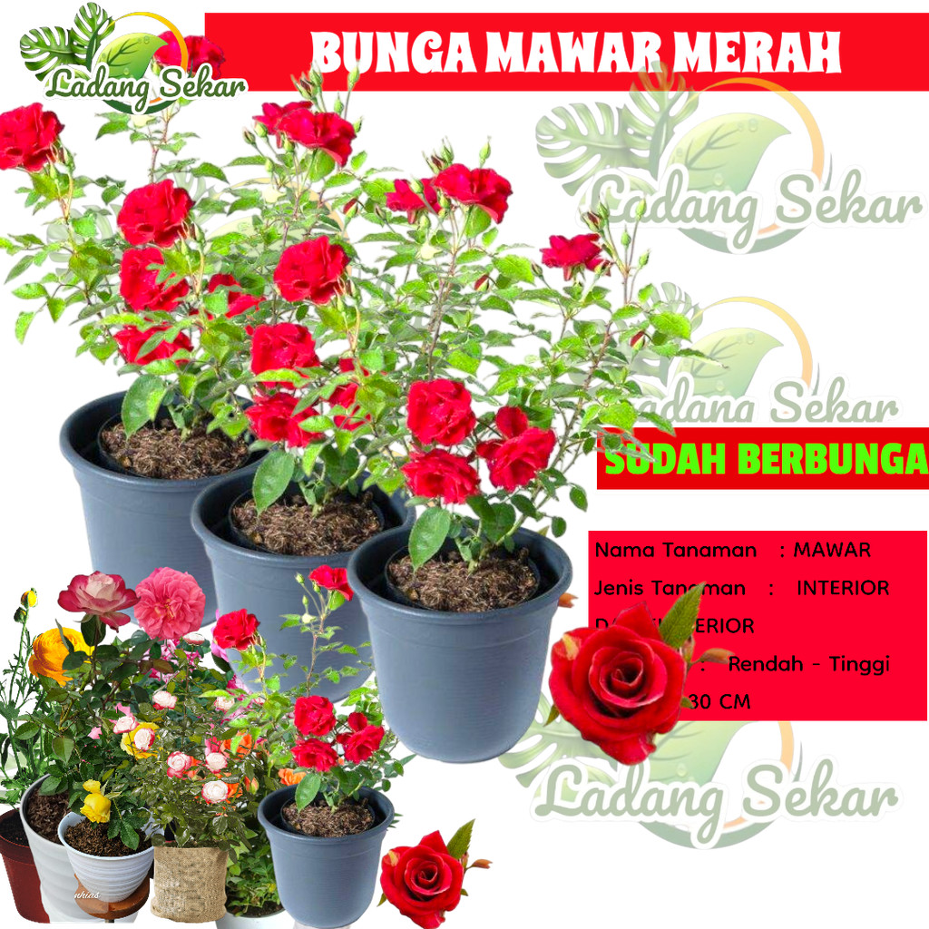 BUNGA MAWAR HIDUP Tanaman Hias Hidup Bunga Mawar