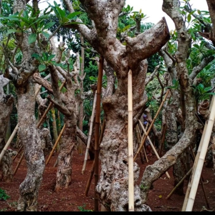pohon Kamboja posil ukuran besar