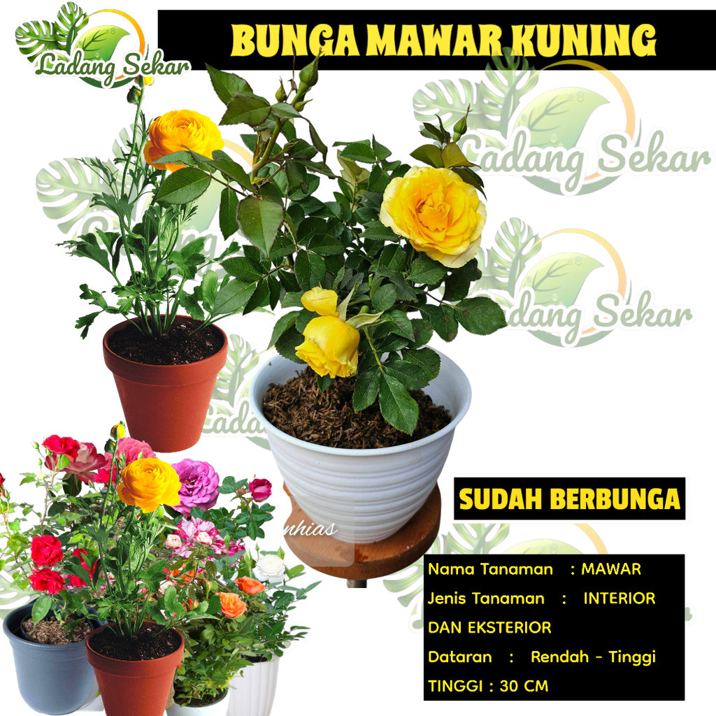 MAWAR KUNING HOLLAND HIDUP Tanaman Hias Bunga Mawar Holland Kuning