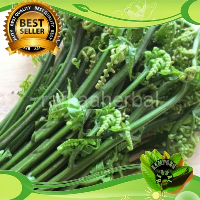 

pakis sayur segar 1kg