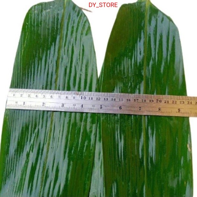 

Daun bambu jumbo segar per lembar/helai untuk bungkus bakcang bacang