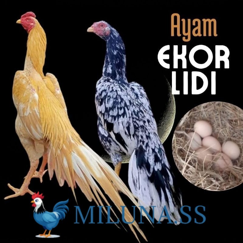 

FERTIL TELUR TETAS telur ayam ekor lidi asli original bisa untuk di tetaskan