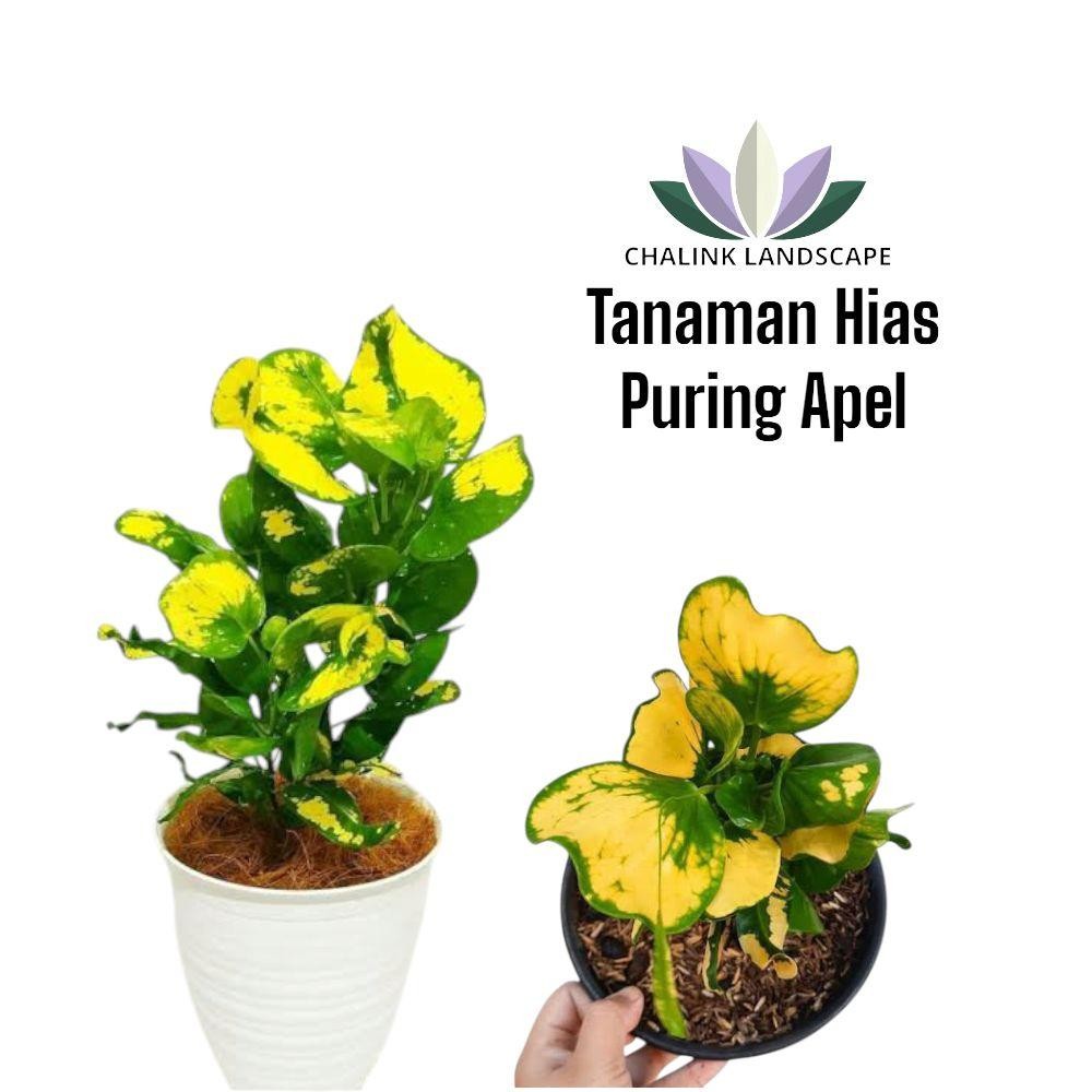Tanaman Hias Puring Apel/ Puring Apel / Tanaman Hias Puring / Pohon Puring Alami Kuning
