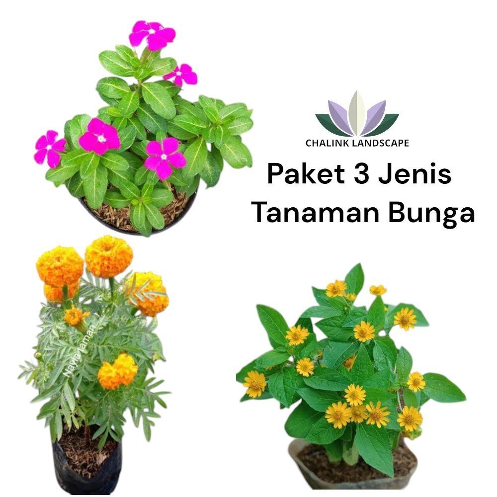 Paket 3 Jenis Tanaman Bunga / Tanaman Hias Bunga / Bunga / Tanaman hidup