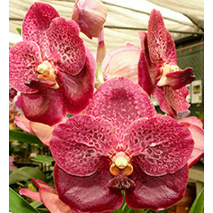 anggrek vanda merah