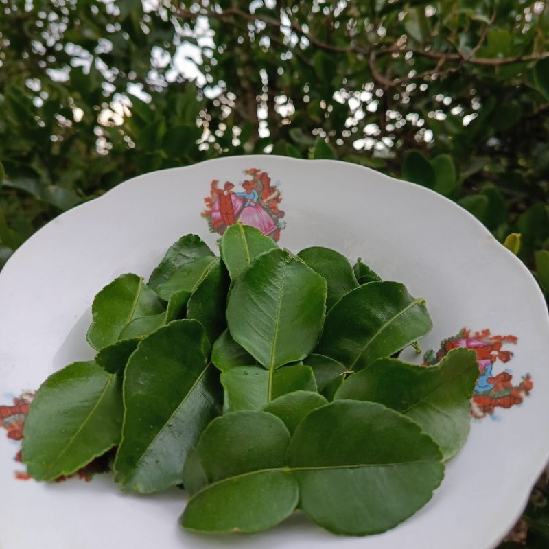 

READY SERBA MURAH Daun Jeruk Purut Segar Fresh langsung dari kebun 50gr