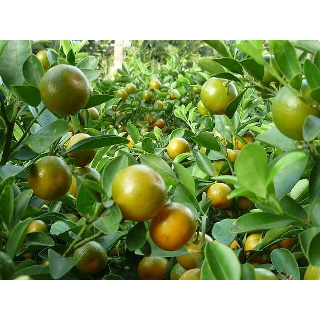 Bibit Premium Jeruk Kasturi (Jeruk Es)Sudah Berbuah Spesial