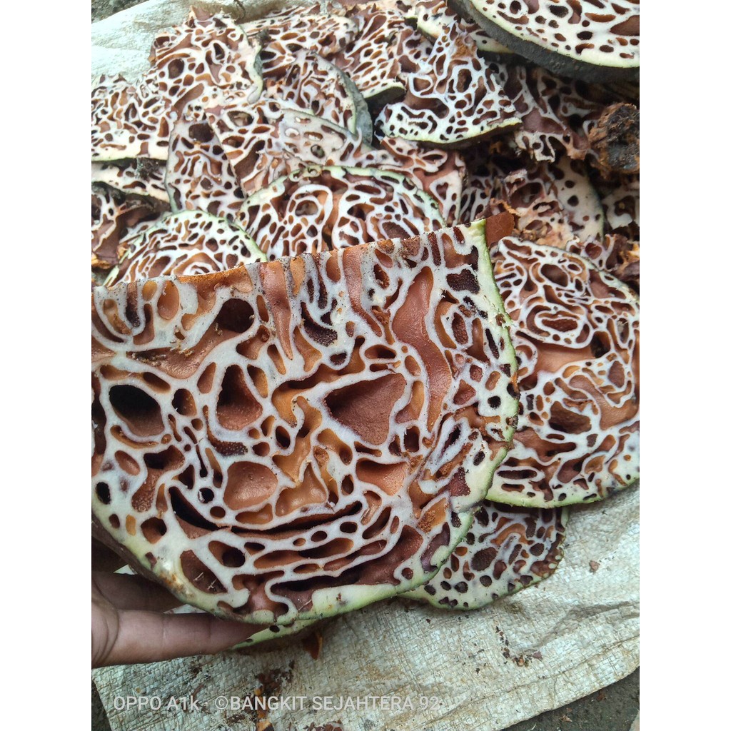 

sarang semut 1 kg asli papua segar masih basah