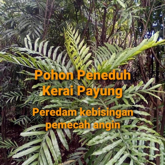 pohon kerai payung kiara payung 2 3 meter