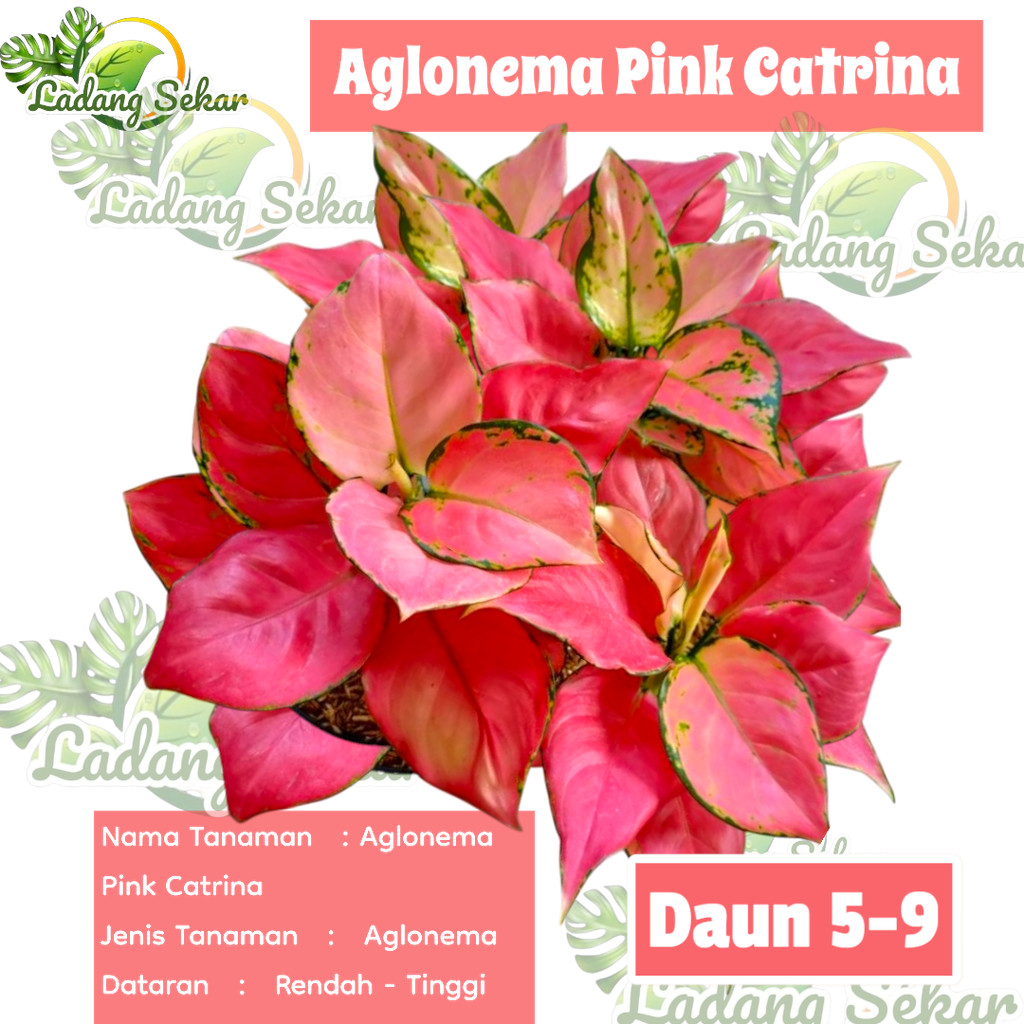 AGLONEMA PINK CATRINA RIMBUN Aglonema Super Pink Catrina Dewasa Daun 8-9-10-11++