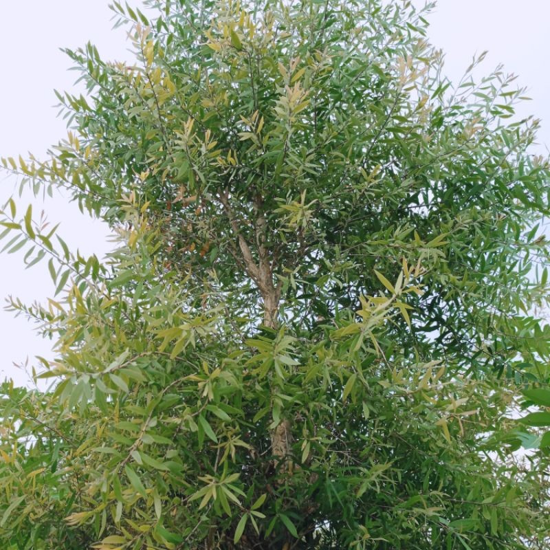 

Daun minyak kayu putih segar & sedia daun yang kering per 500 gr,