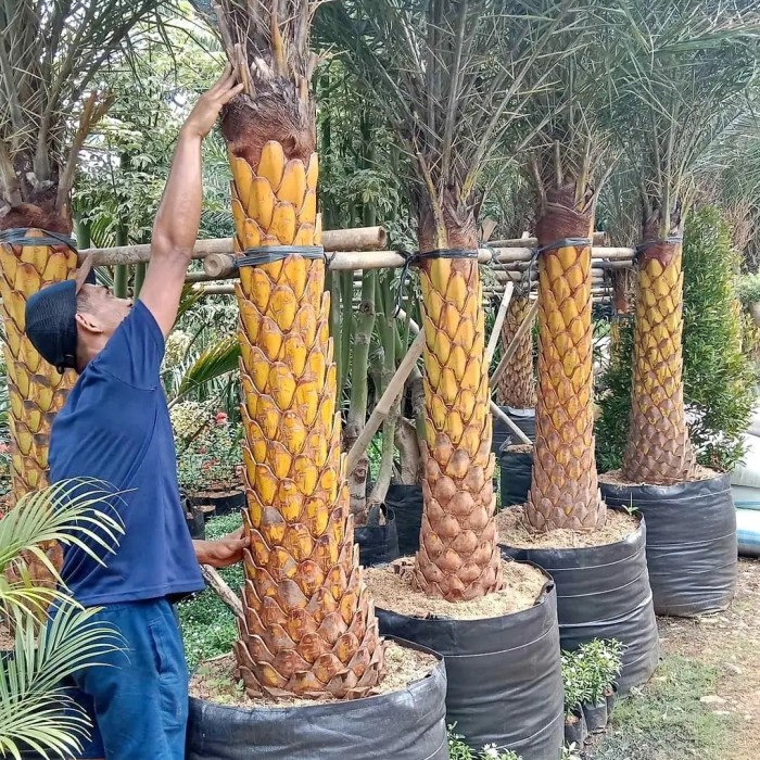 tanaman perdu palm kenari - palm kenari silver tinggi 1,5 - 2 mtr btng