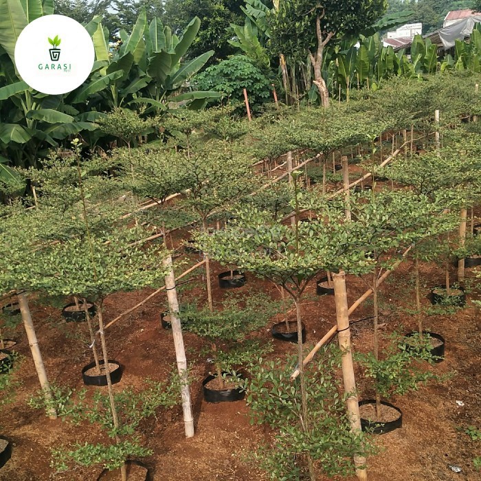 TERJAMIN pohon Ketapang kencana 2 meter - tanaman payung peneduh