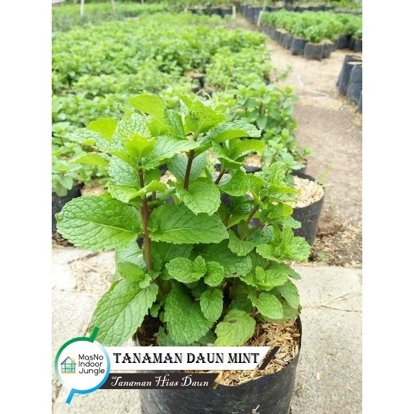 Tanaman Daun Mint - Tanaman Herbal Daun Mint - Daun Mint Segar
