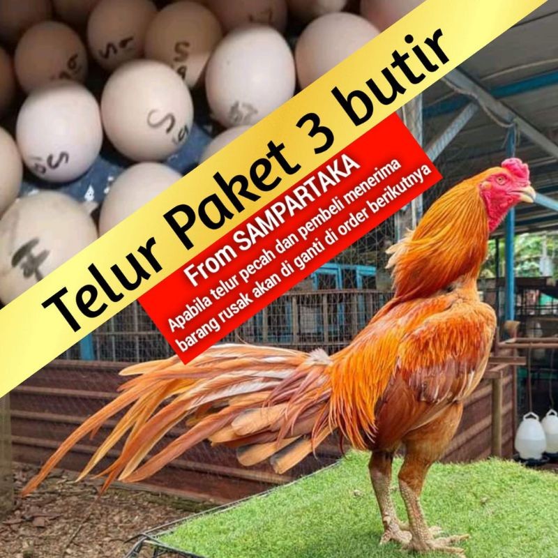 

telur fertil ayam Bangkok ekor lidy Gondang merah wangkas