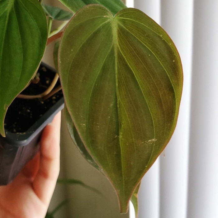 Terbaru tanaman hias philodendron micans - philodendron micans ramba