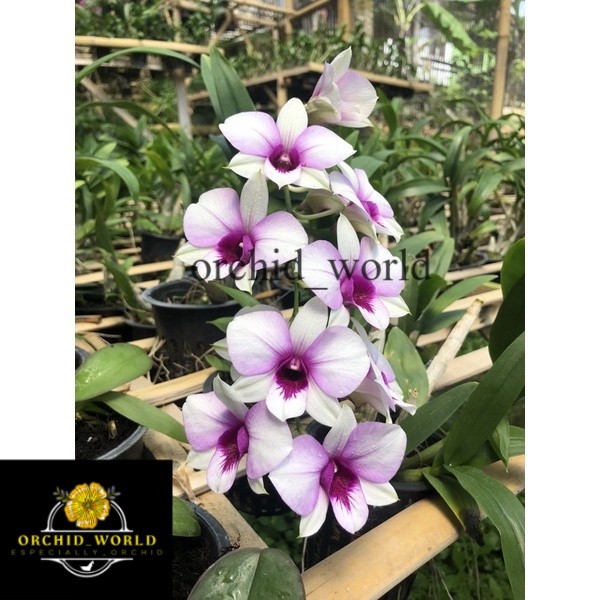 Anggrek berbunga spike Dendrobium Thailand Apicart Rainbow