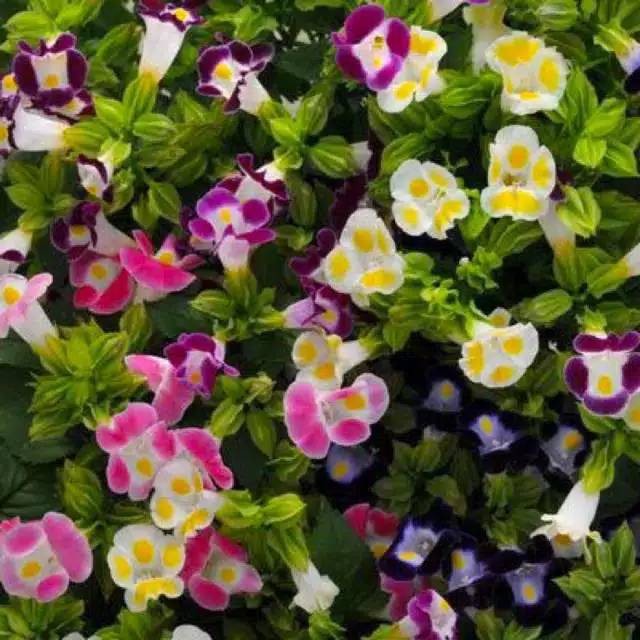 Bunga Torenia Mata Kucing Warna Putih Kuning Ungu Tua JURAGAN BIBIT