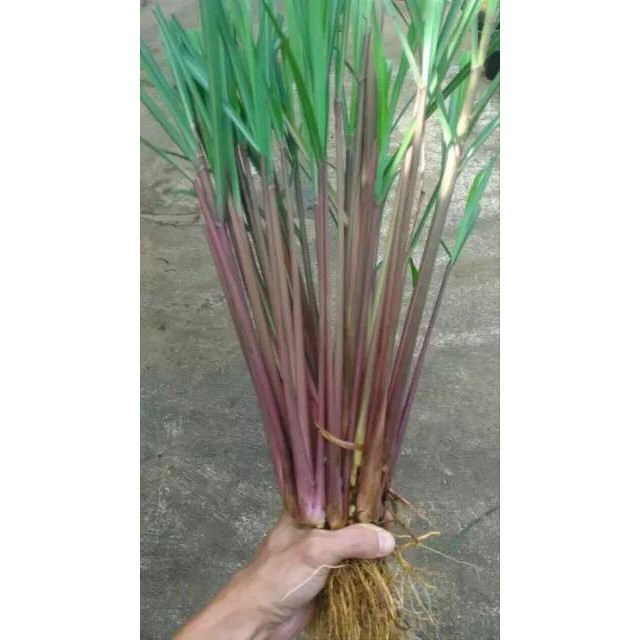

bibit Serai wangi, warna merah 100gram organik