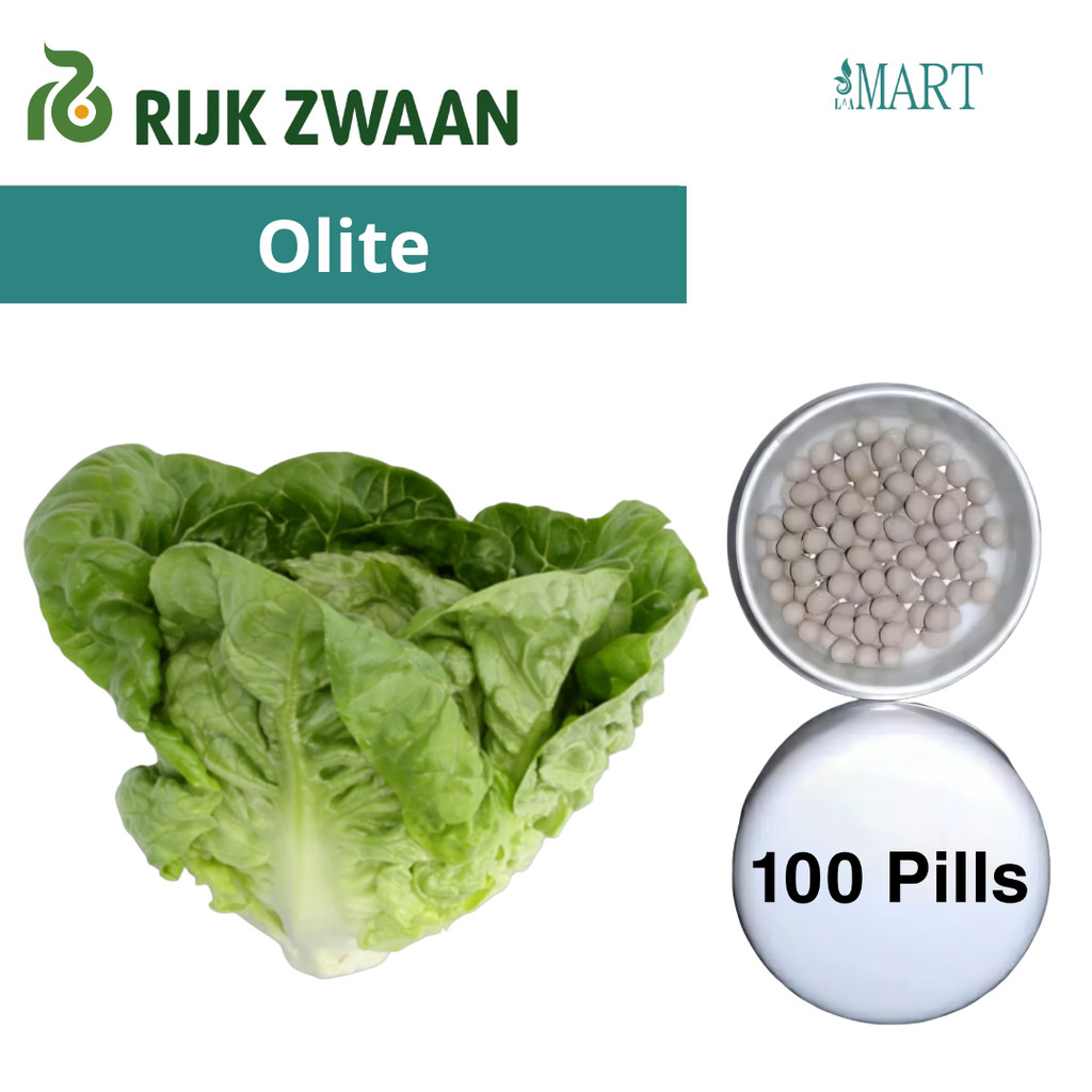 Benih Selada OLITE RZ Repack 50 dan 100 Pills Cos Lettuce Rijk Zwaan