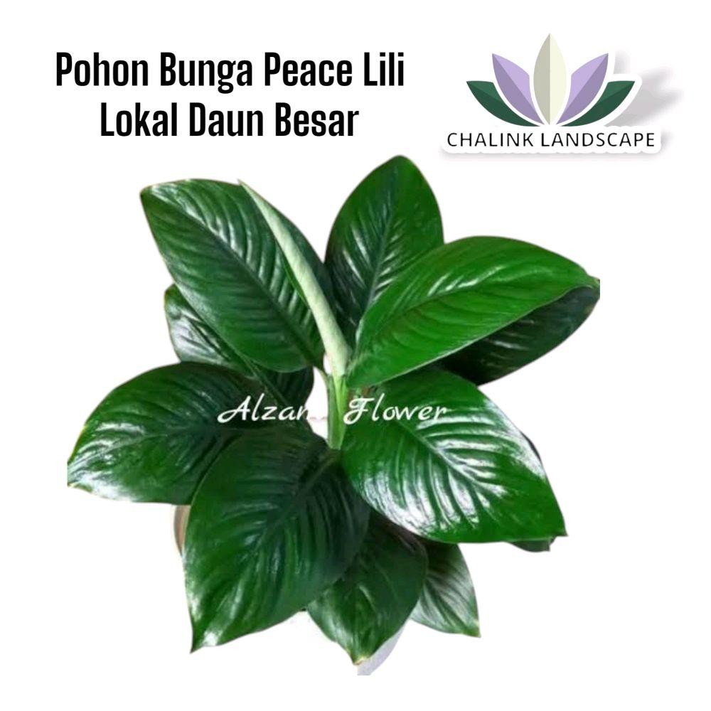 Tanaman Bunga Sepatu Filum Lokal - Peace Lily Lokal - Sepatu Film Bangkok - Sepatu Film Bangkok - Bu