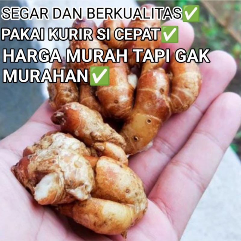 

KENCUR /CIKUR SEGAR FRESH ORGANIK 100 GRAM