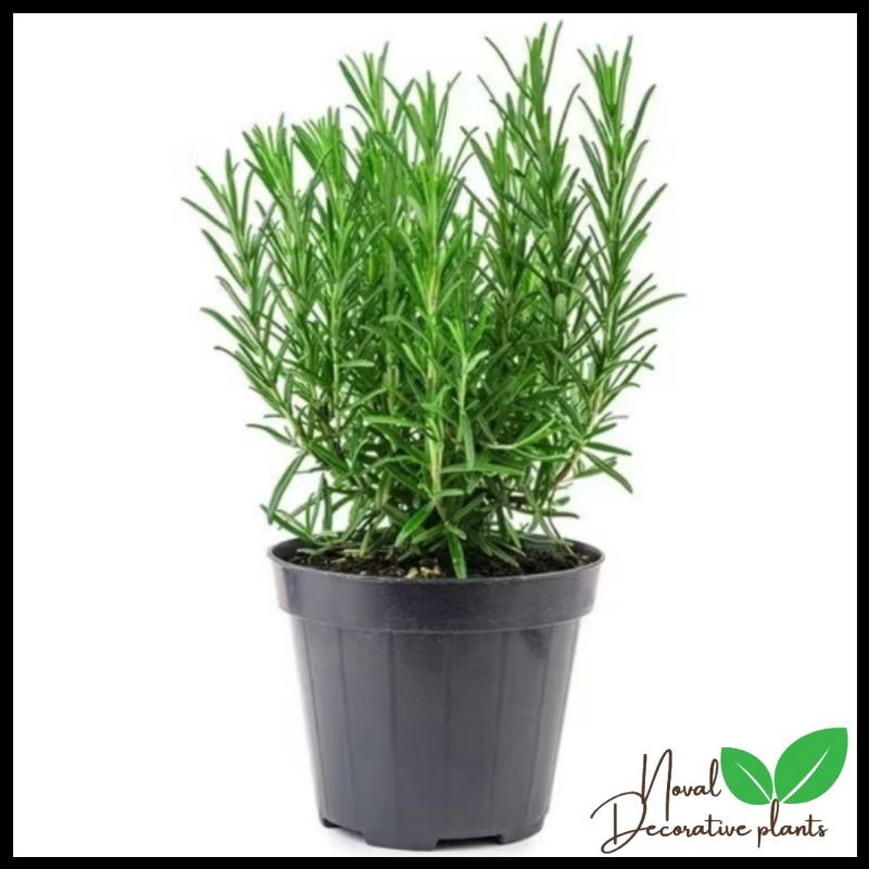 Promo COD Tanaman Hias Rosemary - Tanaman Pengusir Nyamuk Indoor / Outdoor