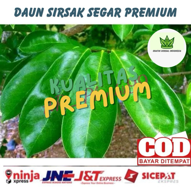 

Daun sirsak 50 lembar Kualitas Premium anti kanker anti tumor masih segar fresh