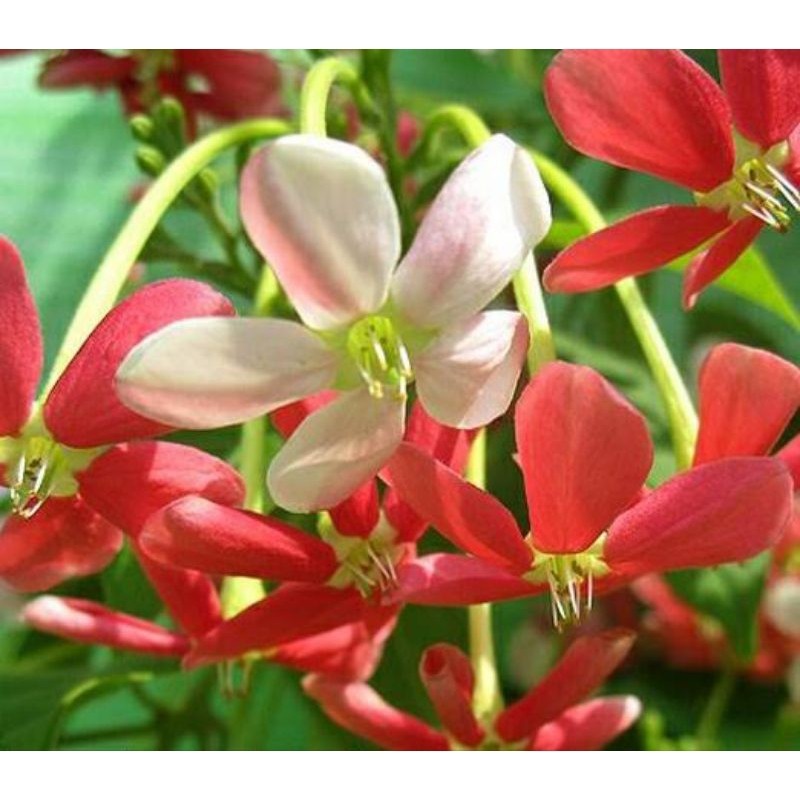 ( BISA COD ) PROMO Tanaman Rambat Melati Belanda Bunga Melati Holland Merah Tanaman Hias Melati Hola