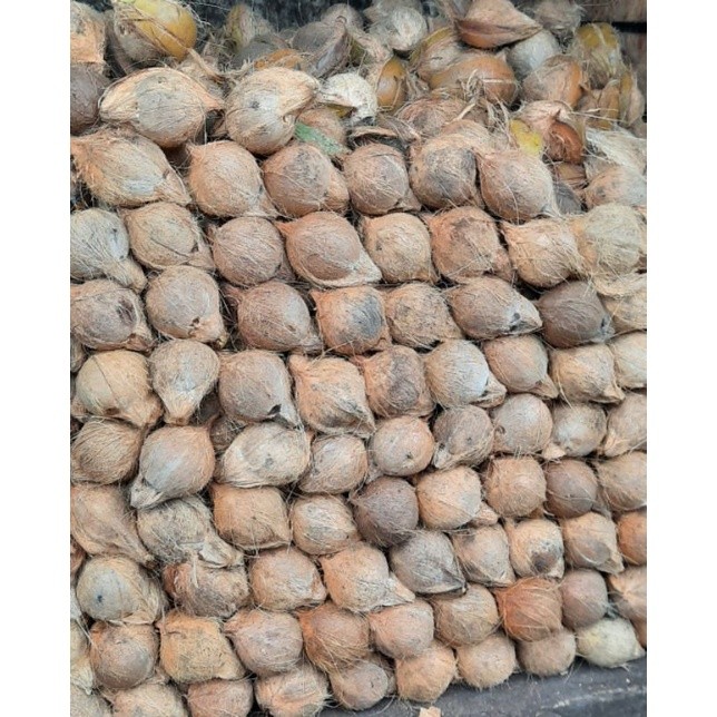 

kelapa tua utuh ada kulit dan batok 1 butir