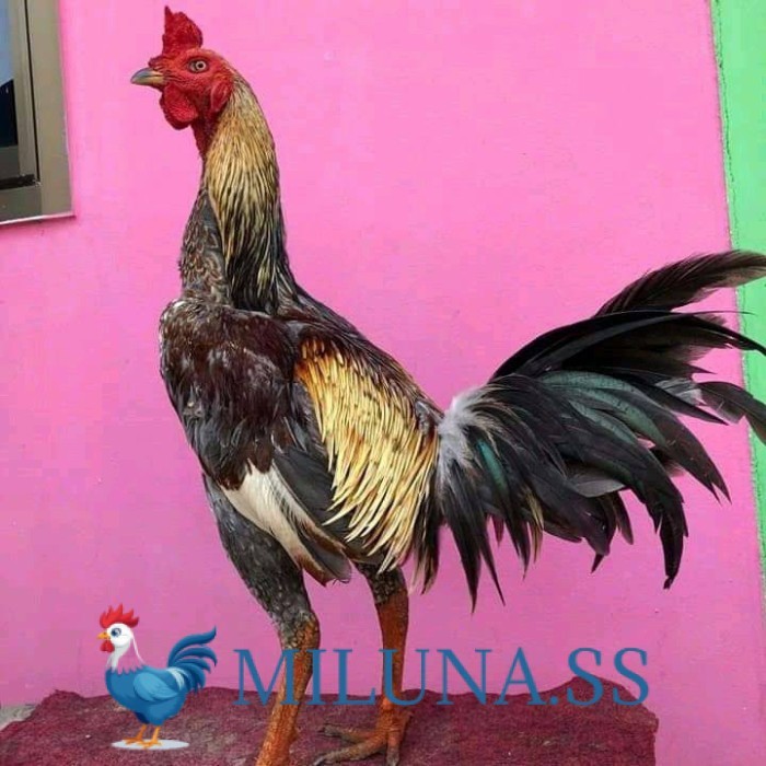 

FERTIL TELUR TETAS Telur ayam bangkok pama mangon petarung fertil untuk ditetaskan