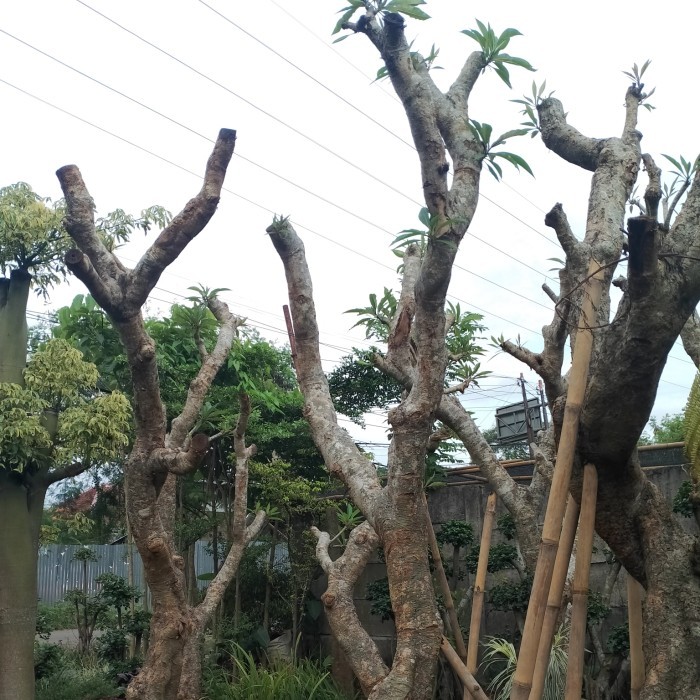 Jual Pohon Kamboja Fosil Besar