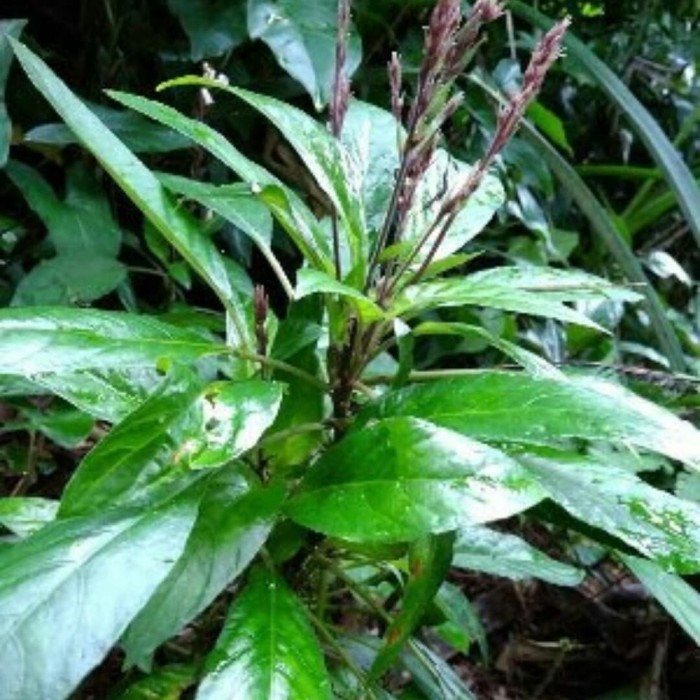 

Daun Reundeu Segar Lalap sunda Rende Khas Jawabarat