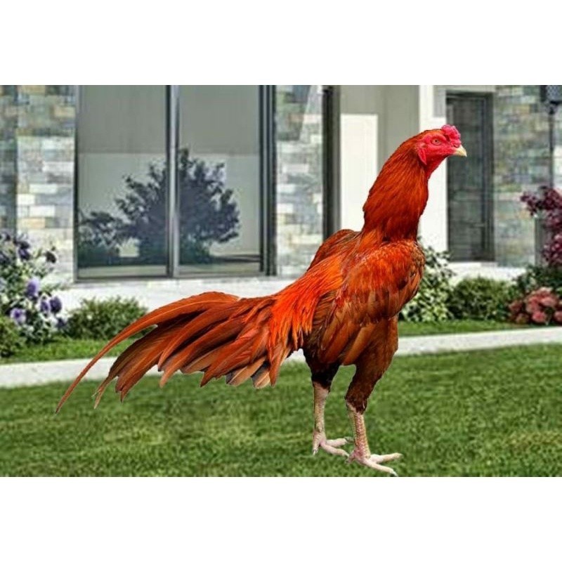 

FERTIL TELUR AYAM BANGKOK WANGKAS JUMBO UNTUK DI TETASKAN