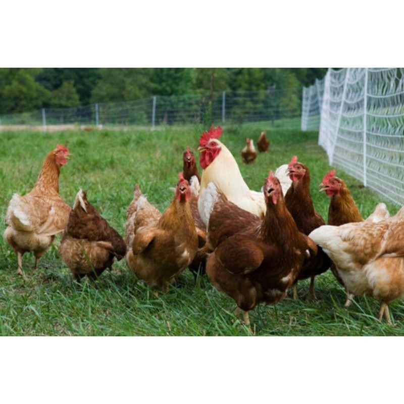 Fertil TELUR AYAM RAS PETELUR TANGGUH UNTUK DI TETASKAN
