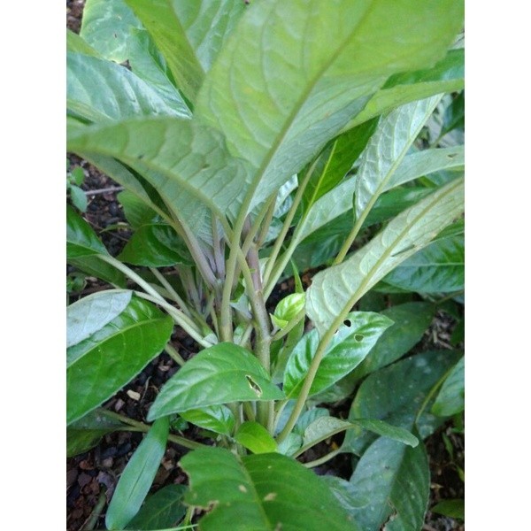 

PRODUK PILIHAN Lalapan mentah Herbal, Daun reundeu,rende segar Murah Berkualitas