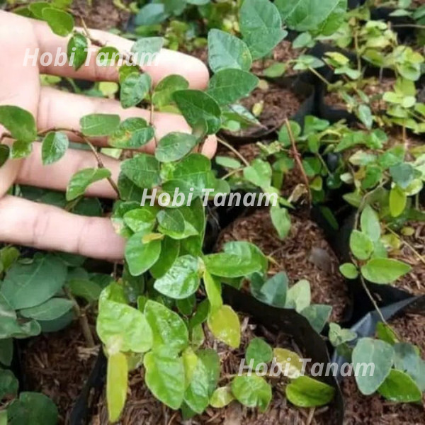 bibit dolar mini bibit dolar rambat mini bibit tanaman hias merambat dolar