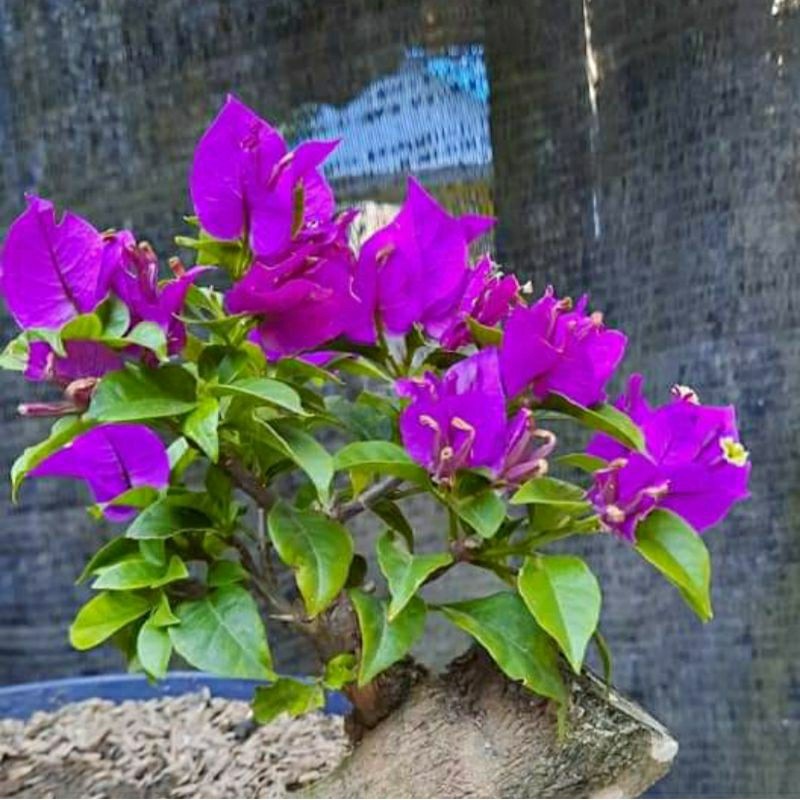 Bunga Bougenville EM Ekor Musang Ungu BIBIT