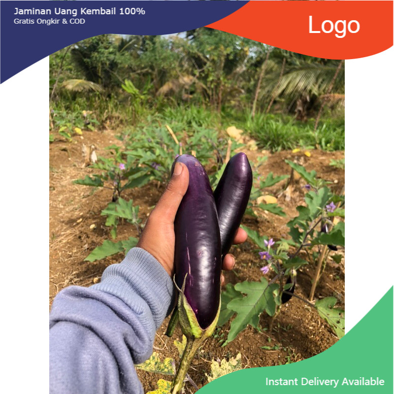 

Terlaris Terong Ungu Murah & Berkualitas