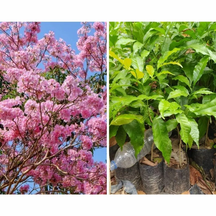 Tanaman Tabebuya Varian Warna Pohon Tabebuya Bibit Tanaman Tabebuya - Pink