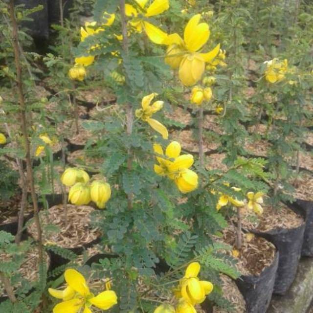 Bibit Bunga Akasia Golden