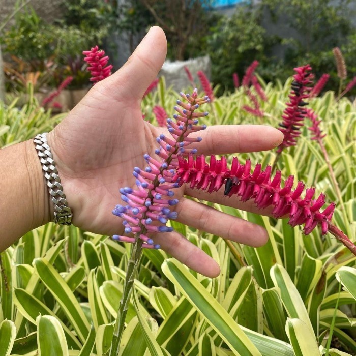 PROMO tanaman hias bromelia jagung / bromelia mini