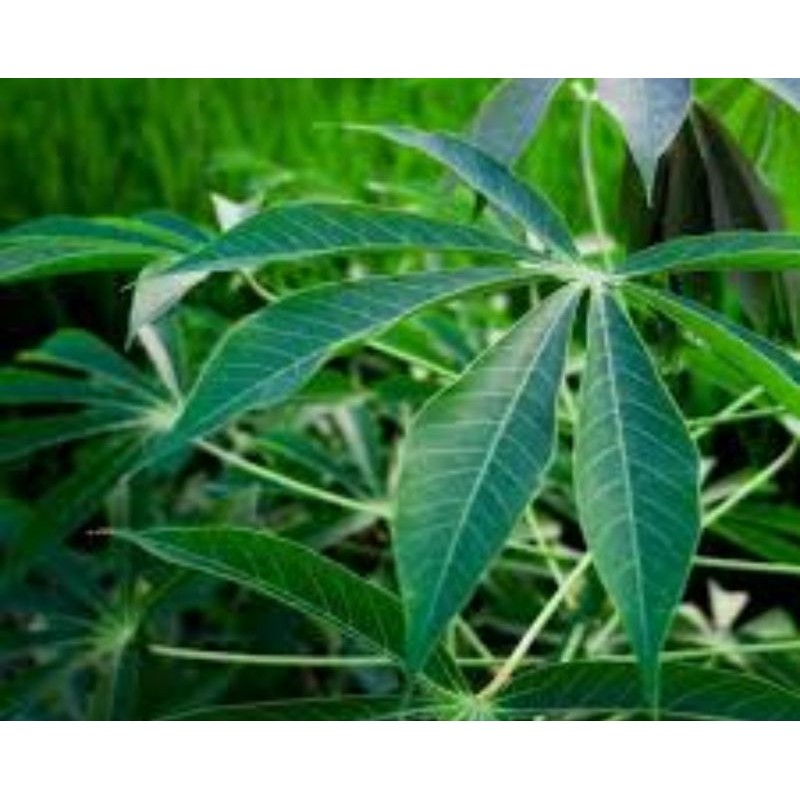 

Daun singkong racun asli organik berat 250gr rempah nusantara