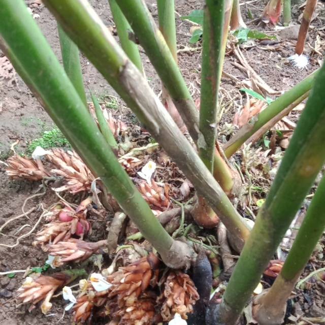 

Bibit Kapulaga Press(Termurah)