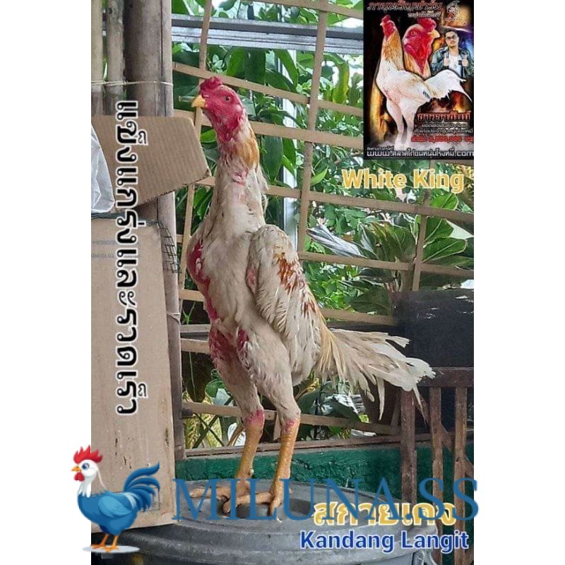 

FERTIL TELUR TETAS COD PLUCKER SUPER