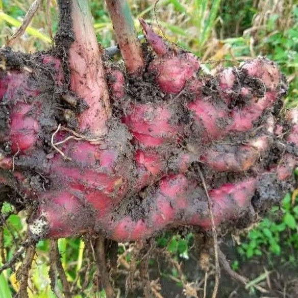 

Jahe Merah Berkualitas Tinggi /1 Kg Bersih Dari Tanah 99%