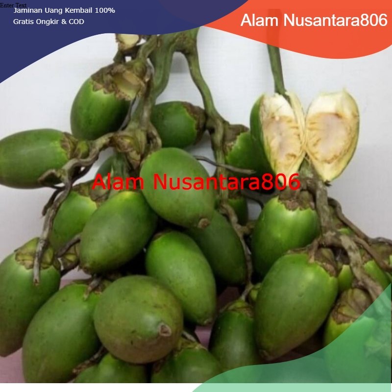 

AN - Pinang / Jambe Muda fresh