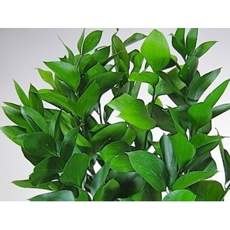 Tanaman Hias Daun RUSKUS Berakar  - Bibit Tanaman Bunga Hidup Daun Ruscus - Daun Ruskus Buat Dekoras