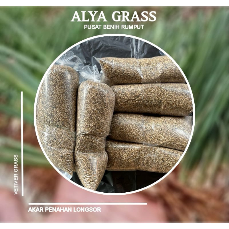 Benih rumput signal grass vetiver akar wangi penahan longsor 2Kg