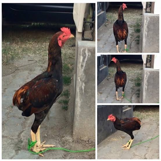 

Fertil Telur ayam tukung / telur ayam hias / telur fertil untuk ditetaskan